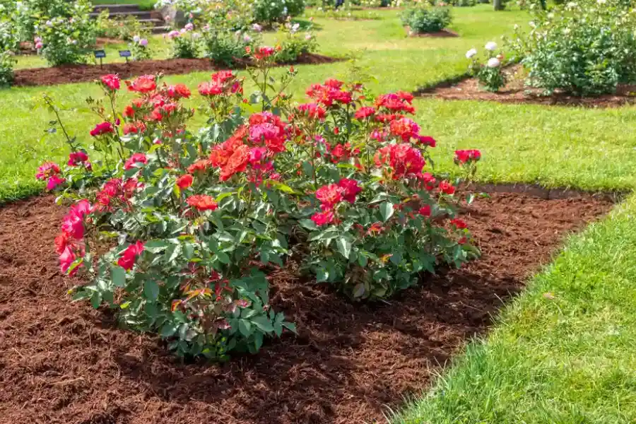 How Mulching Enhances Your Landscapes Health And Growth in Travelers Rest, SC
