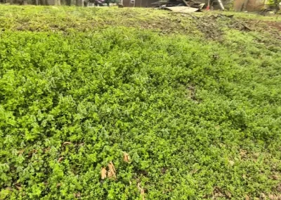 Landscaping Company