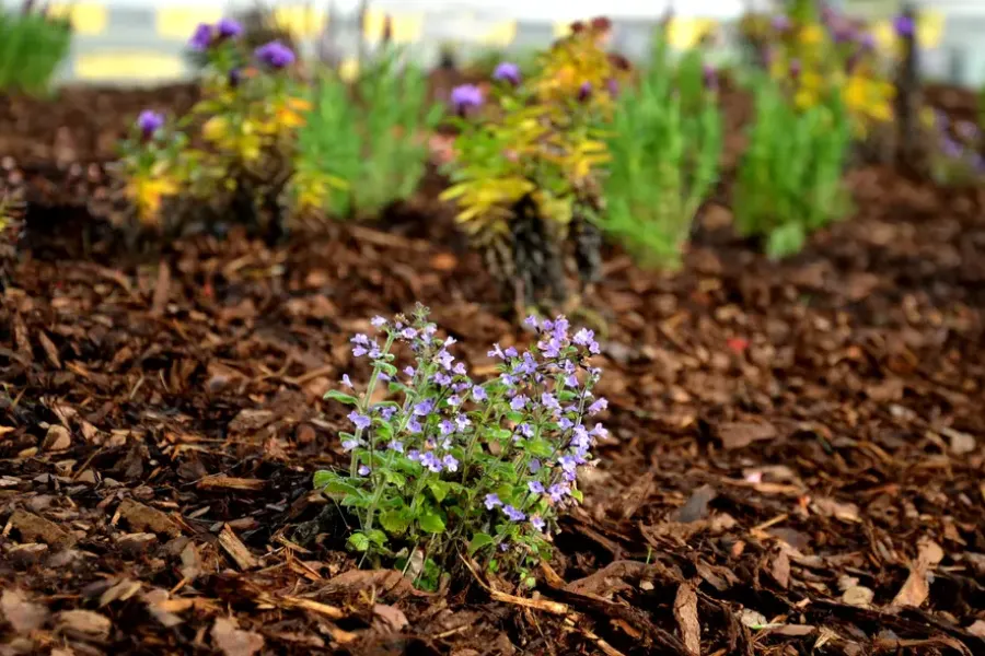 The Role Of Mulch In Improving Soil Structure And Fertility Travelers Rest, SC