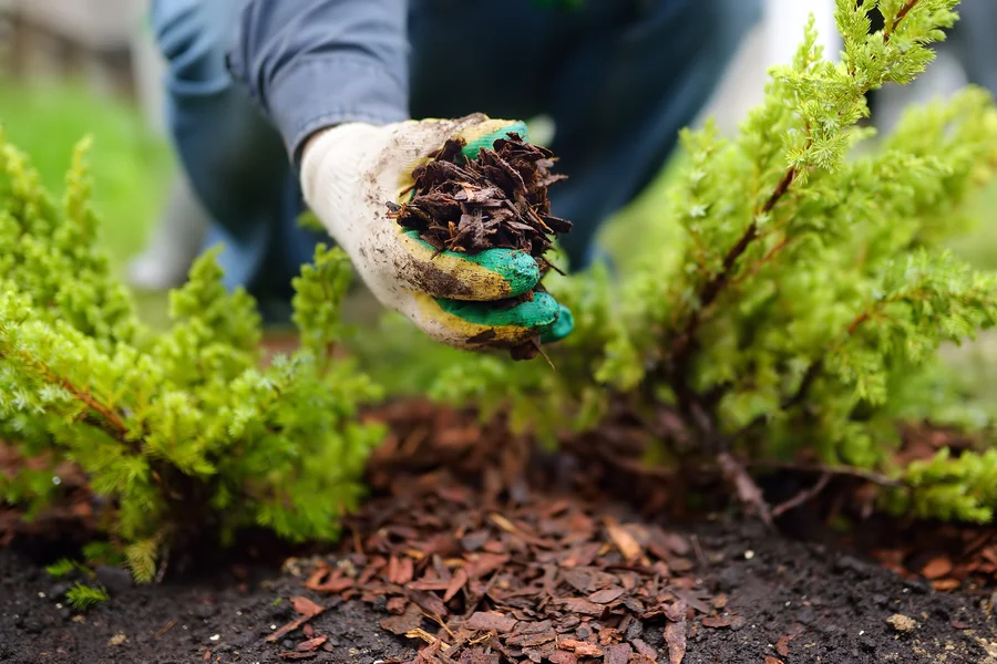 The Role Of Mulch In Improving Soil Structure And Fertility in Travelers Rest, SC