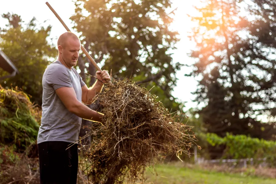 How Shrub Removal Improves Yard Aesthetics And Growth Travelers Rest, SC